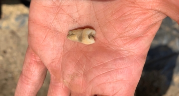 A wisdom tooth from the backyard midden.